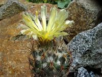 Coryphantha echinoidea