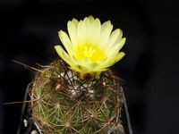 Coryphantha laui