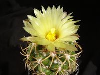 Coryphantha ottonis