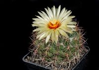 Coryphantha pygnacantha