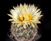 Coryphantha radians