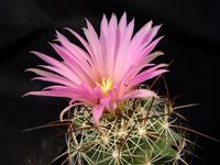 Coryphantha ramillosa MG 125-8