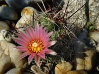 Coryphantha runyonii DJF 1035-45