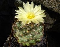 Coryphantha salm-dyckiana