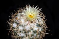 Coryphantha sulcolanata