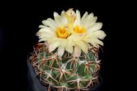 Coryphantha tripugionacantha L1464