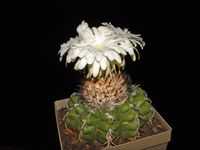 Discocactus pulvinicapitatus K328382