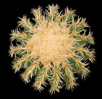 Echinicactus grusonii brevispinus