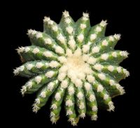 Echinicactus grusonii intermedius