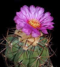 Echinocactus horizonthalonius