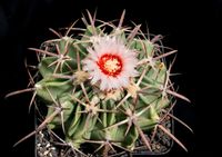 Echinocactus texensis