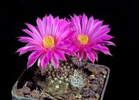 Echinocereus adustus SB72