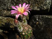 Echinocereus adustus