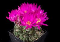 Echinocereus amoenus