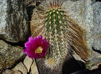 Echinocereus apachensis BW 2060