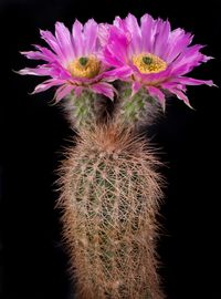 Echinocereus baileyi SB211