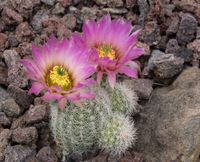 Echinocereus baileyi-Freiland