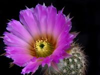 Echinocereus baileyi