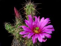 Echinocereus berlandieri