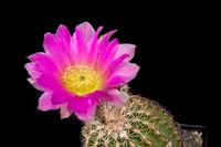 Echinocereus bonatzii