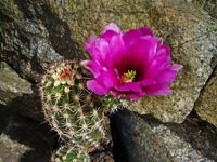 Echinocereus bonkerae