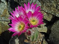 Echinocereus chisoensis var fobeanus