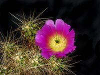 Echinocereus cinerascens