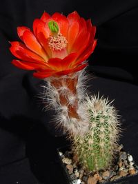 Echinocereus coccineus hyb