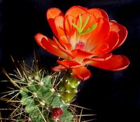 Echinocereus coccineus