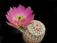 Echinocereus ctenoides SB 1094