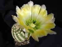 Echinocereus ctenoides SB1536