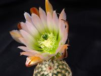 Echinocereus ctenoides Sierra de la Carmen