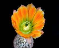 Echinocereus ctenoides