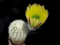 Echinocereus dasyacanthus Lz843