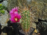 Echinocereus engelmannii L013