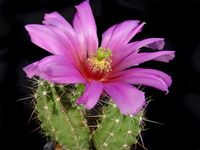 Echinocereus enneacanthus ssp brevispinus