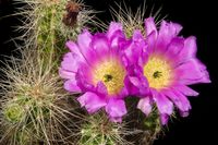 Echinocereus enneacanthus ssp enneacanthus