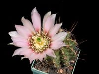 Echinocereus fendleri ssp albiflorus