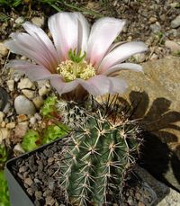 Echinocereus fendleri v albiflorus MG208-06