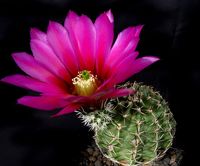 Echinocereus fendleri