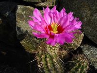 Echinocereus ferreirianus