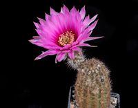 Echinocereus fitchii SB853