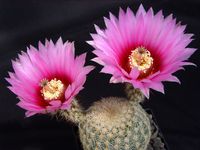 Echinocereus fitchii ssp bergmannii L1061W