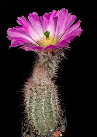 Echinocereus fobeanus