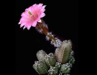 Echinocereus gentryi