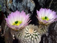 Echinocereus grandis