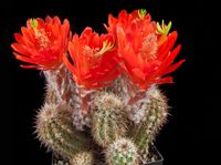 Echinocereus huitcholensis