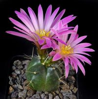 Echinocereus knippelianus v reyesii