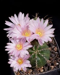 Echinocereus knippelianus