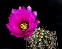 Echinocereus kuenzleri HK1914